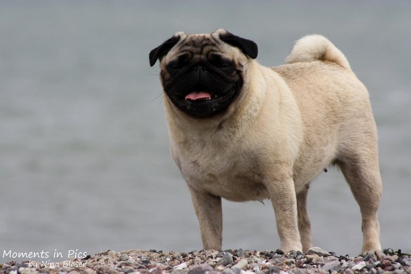 2010-06-26 Arc-en-ciel Arlequin (64).jpg